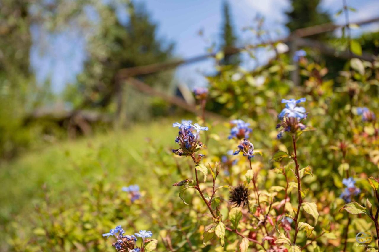 Terre Di Melazzano - Le Case Di Chiara Greve in Chianti Εξωτερικό φωτογραφία